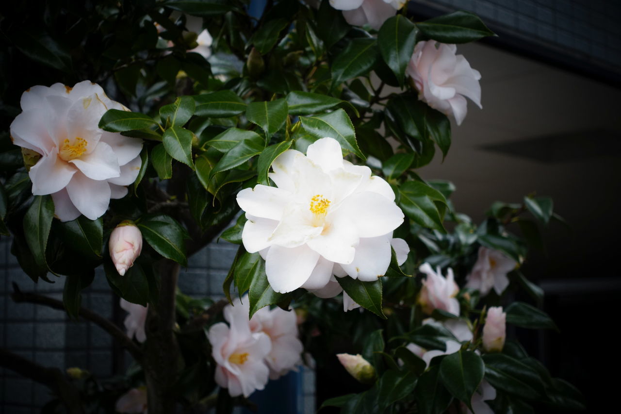 f:id:HIDE_Verdad:20190306221846j:plain