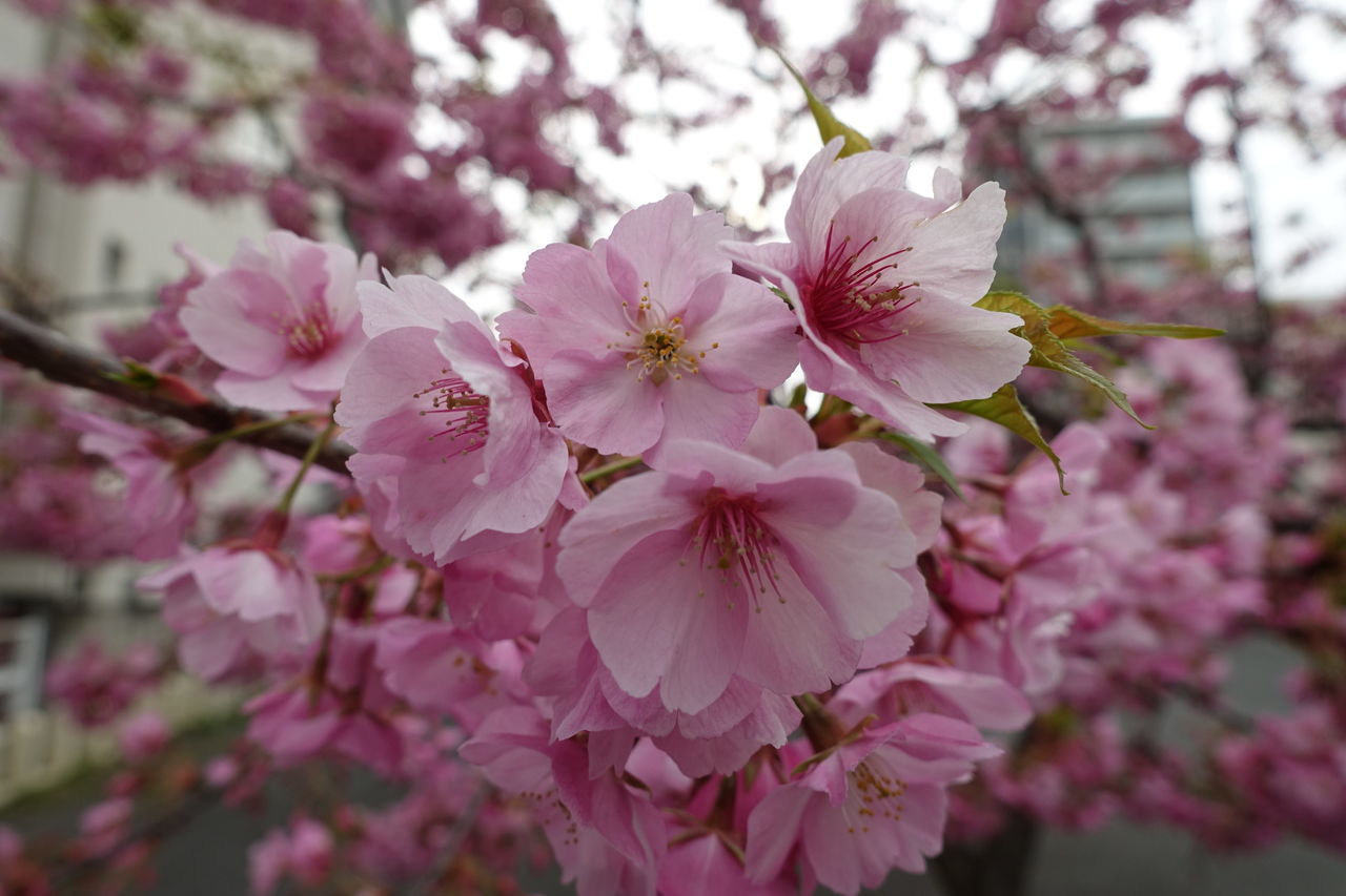 f:id:HIDE_Verdad:20190306221942j:plain