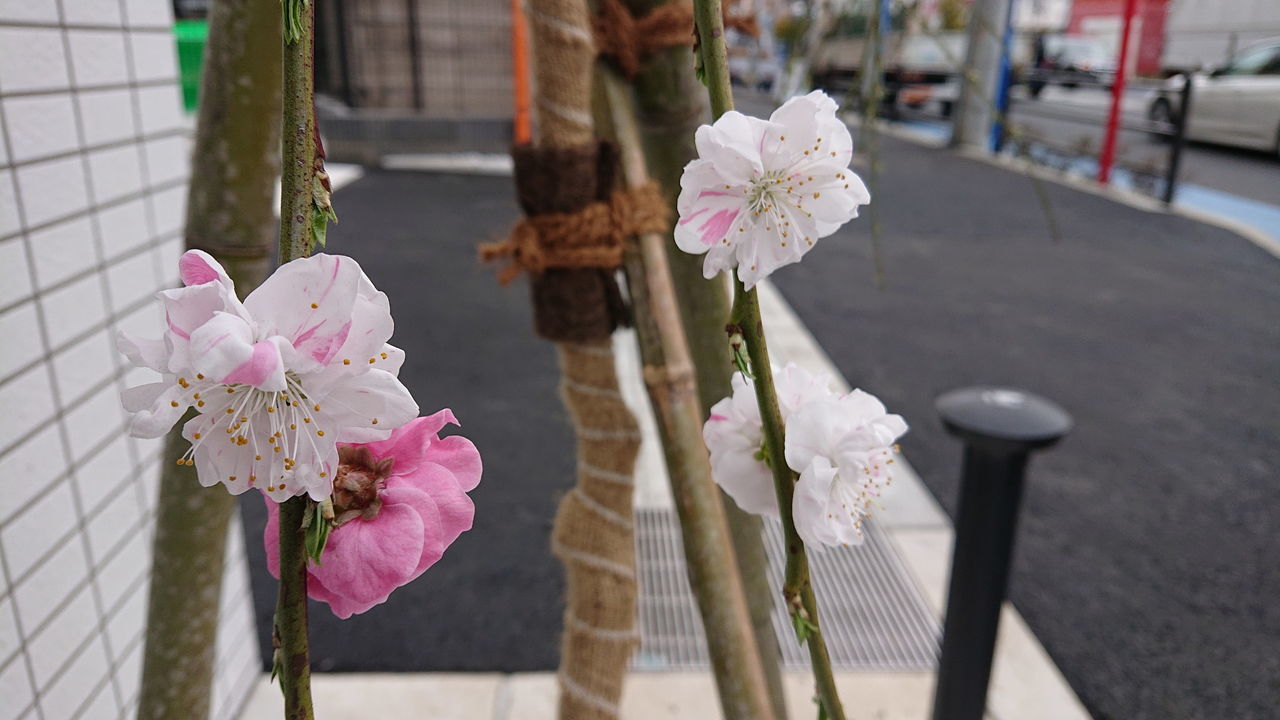f:id:HIDE_Verdad:20190323220923j:plain