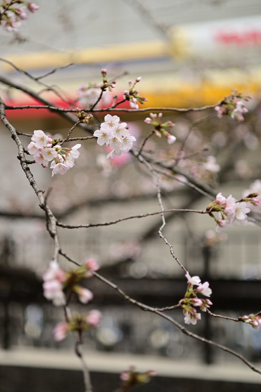 f:id:HIDE_Verdad:20190323222457j:plain