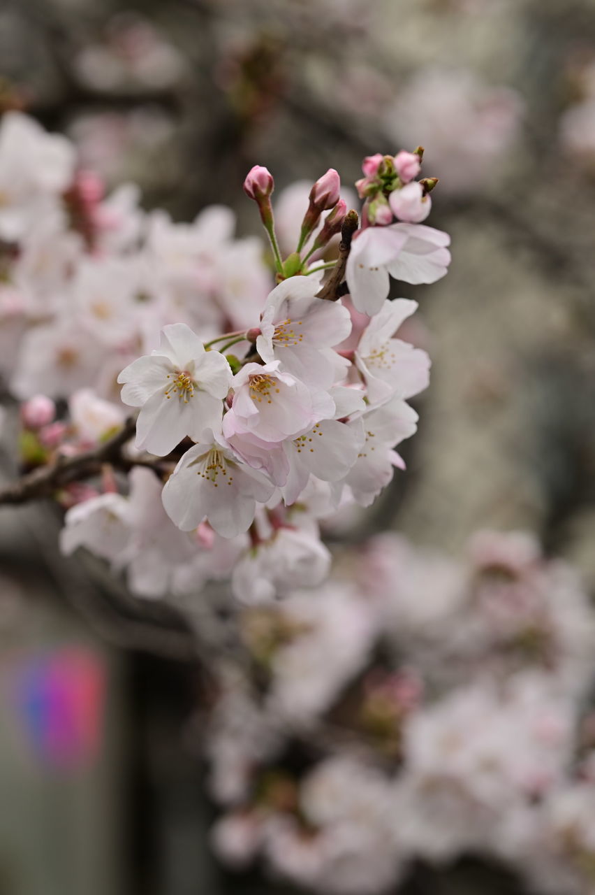 f:id:HIDE_Verdad:20190323222541j:plain