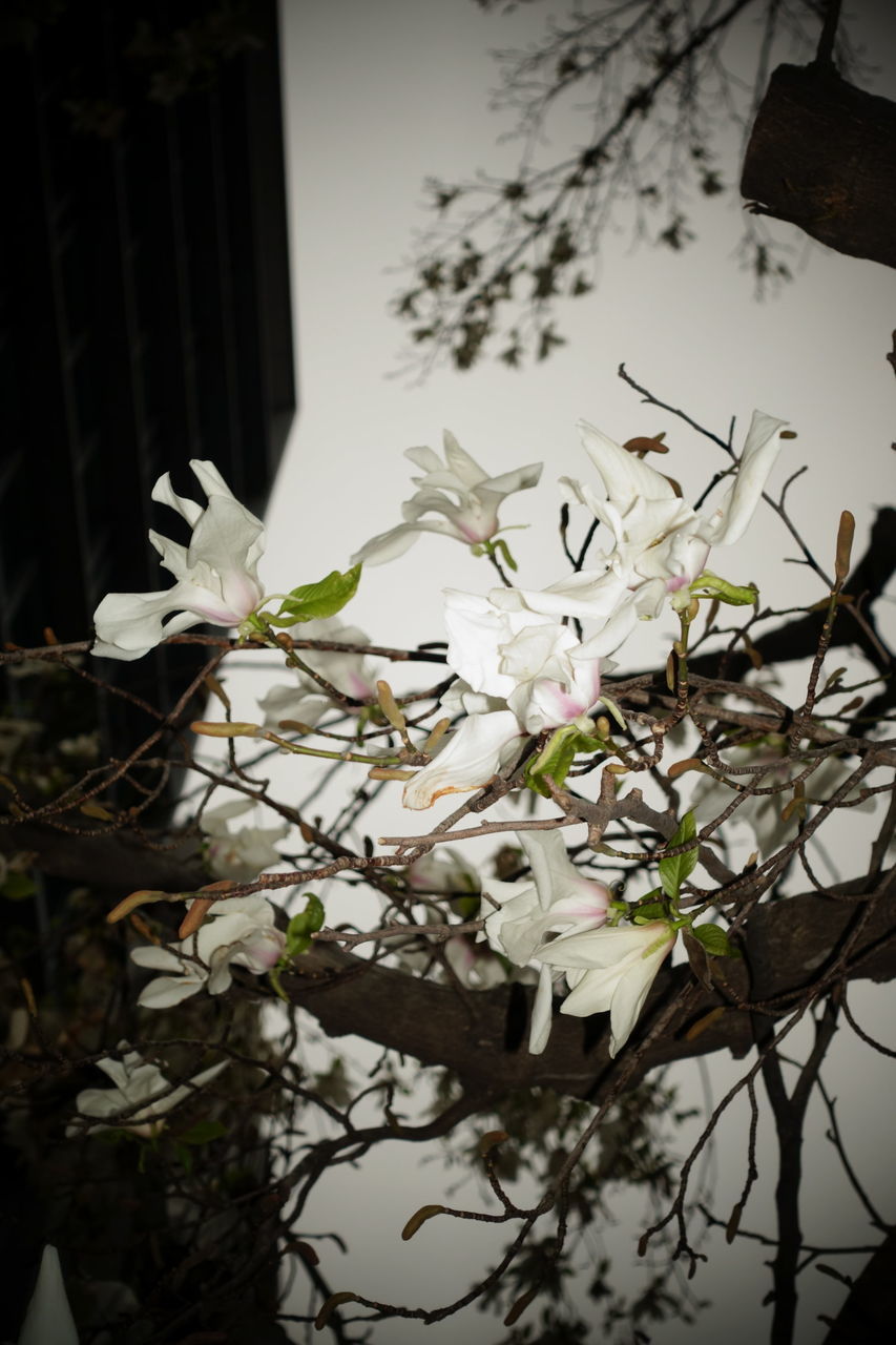 f:id:HIDE_Verdad:20190326231620j:plain