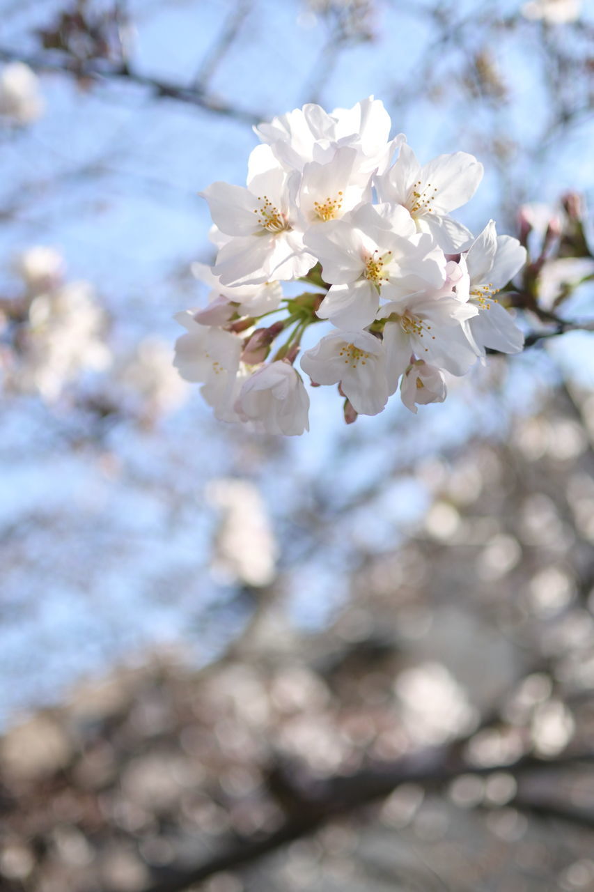 f:id:HIDE_Verdad:20190327233113j:plain