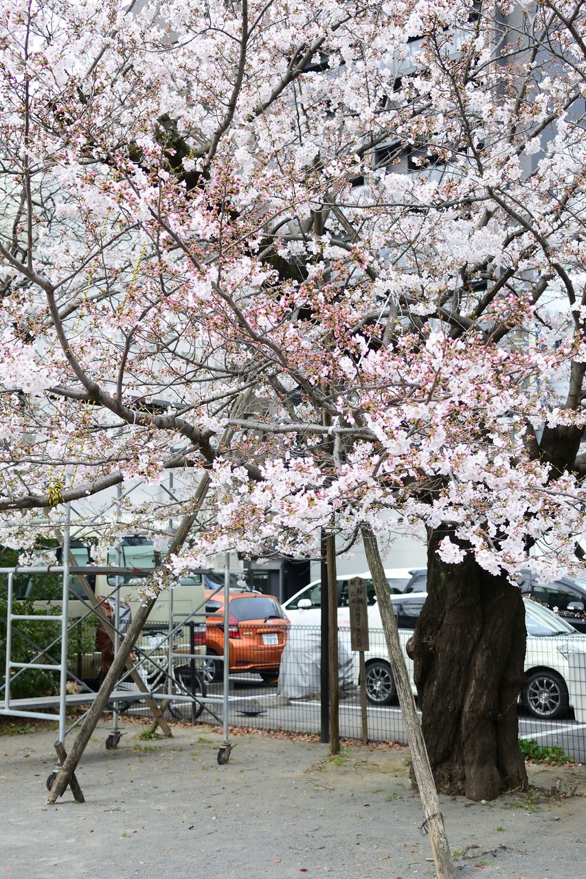 f:id:HIDE_Verdad:20190328230839j:plain