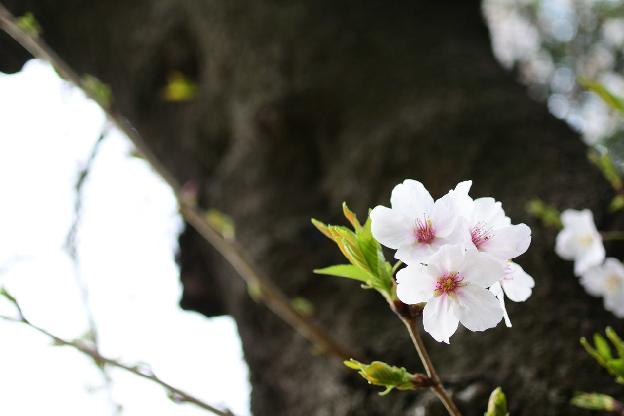 f:id:HIDE_Verdad:20190328230921j:plain