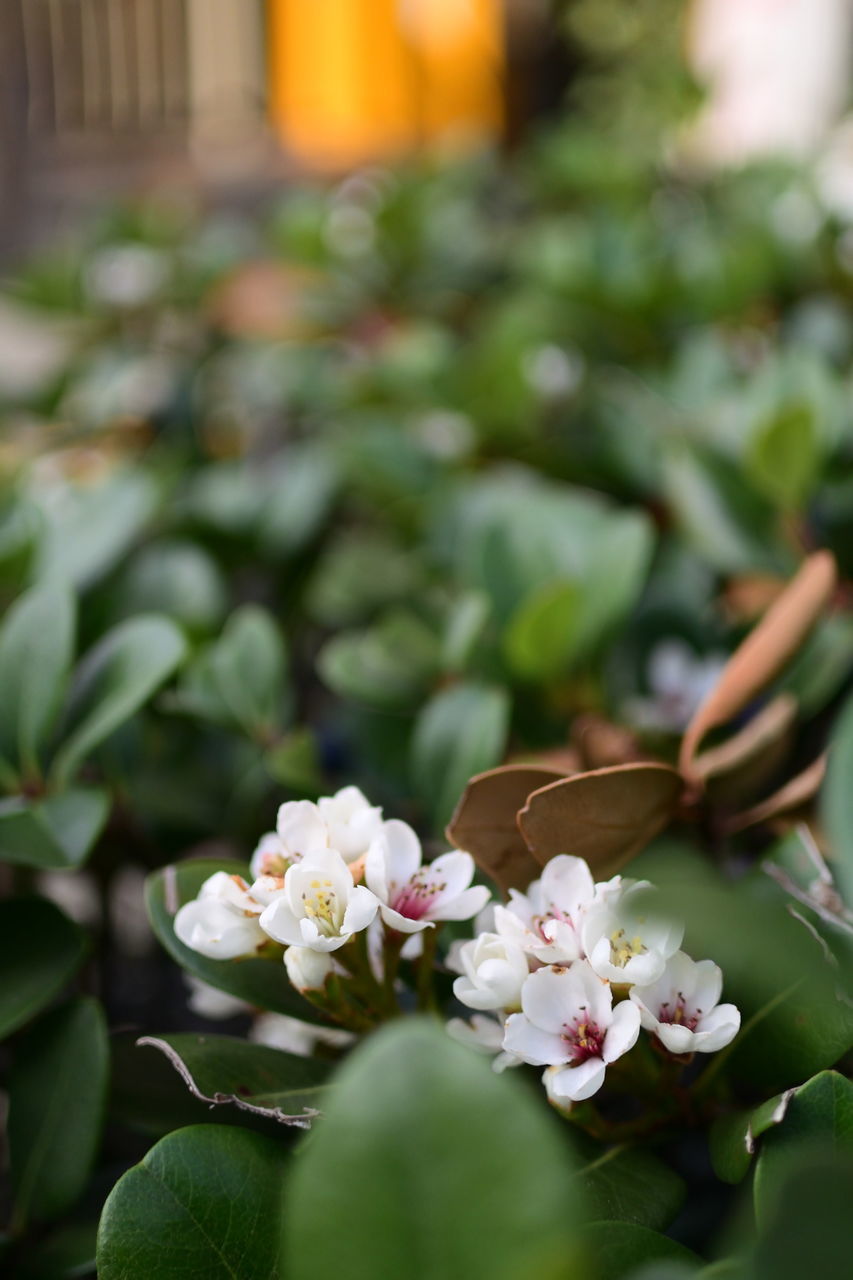 f:id:HIDE_Verdad:20191031214345j:plain