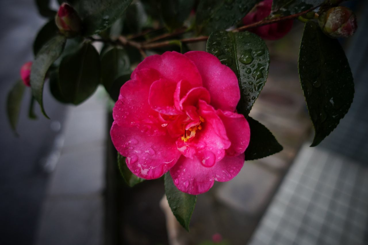 f:id:HIDE_Verdad:20191127225711j:plain