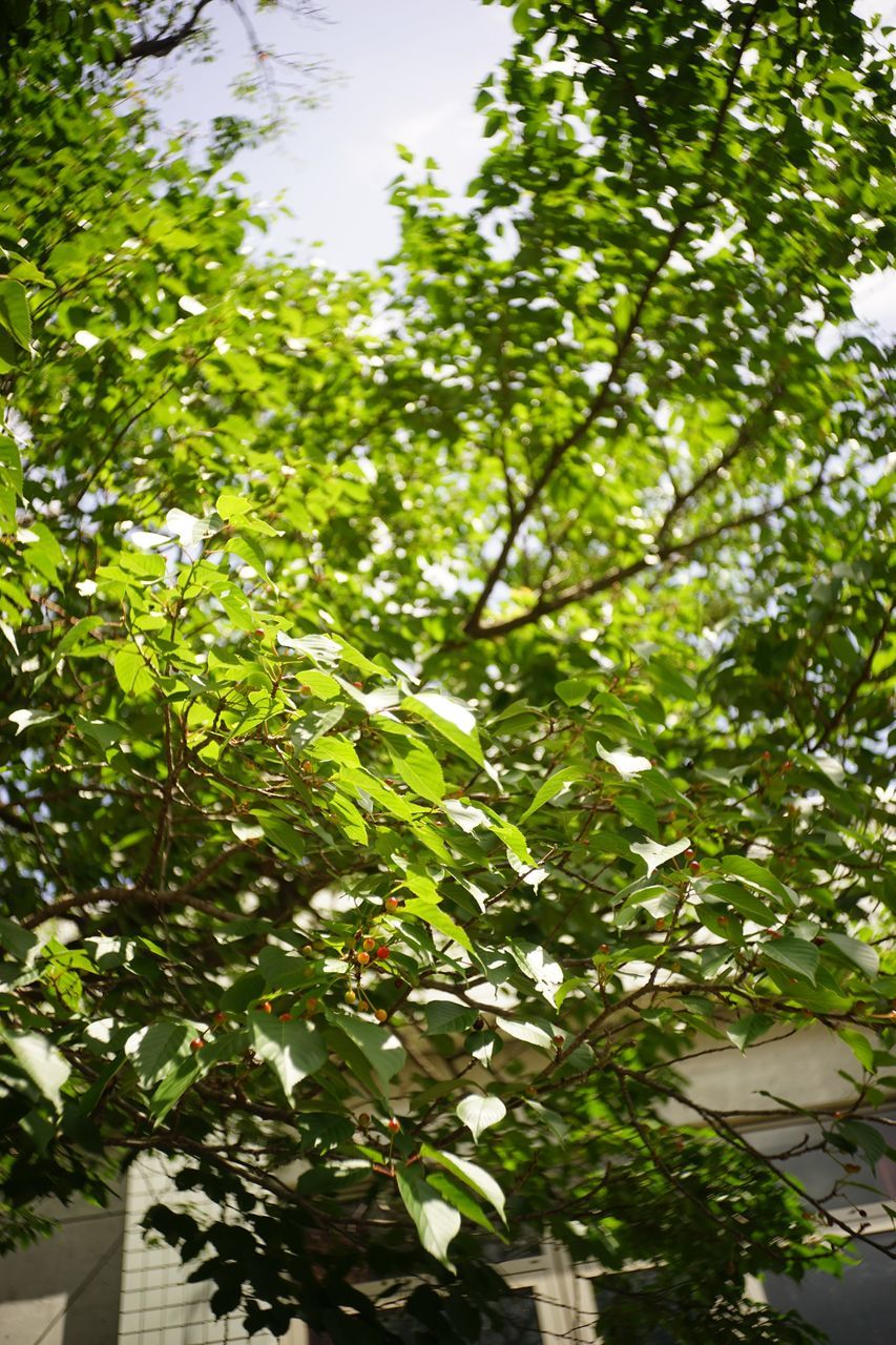 f:id:HIDE_Verdad:20200524225633j:plain