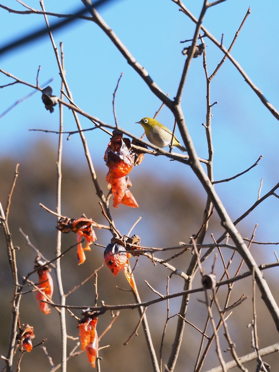 f:id:HIDE_Verdad:20220110230055j:plain