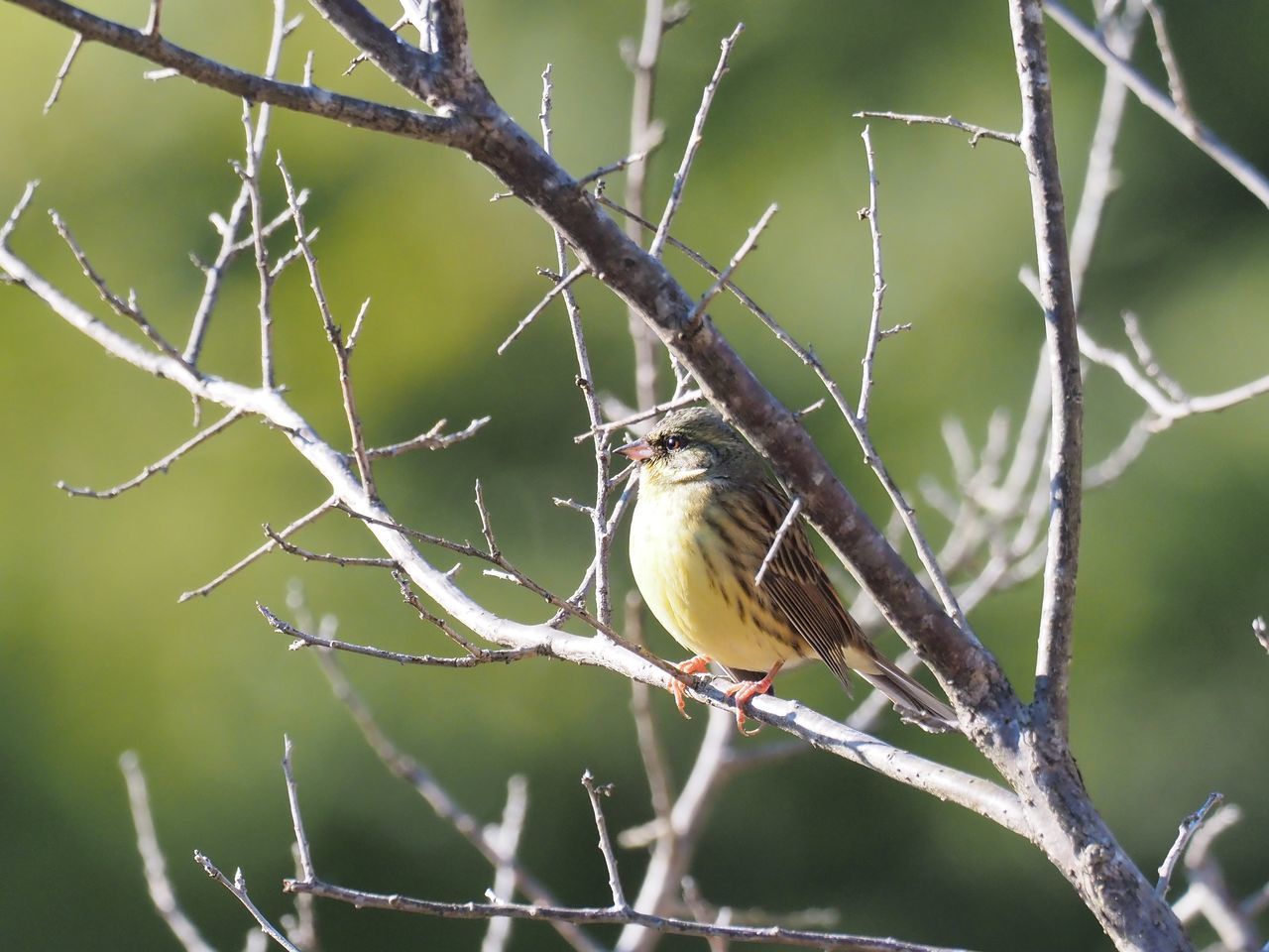 f:id:HIDE_Verdad:20220110230154j:plain