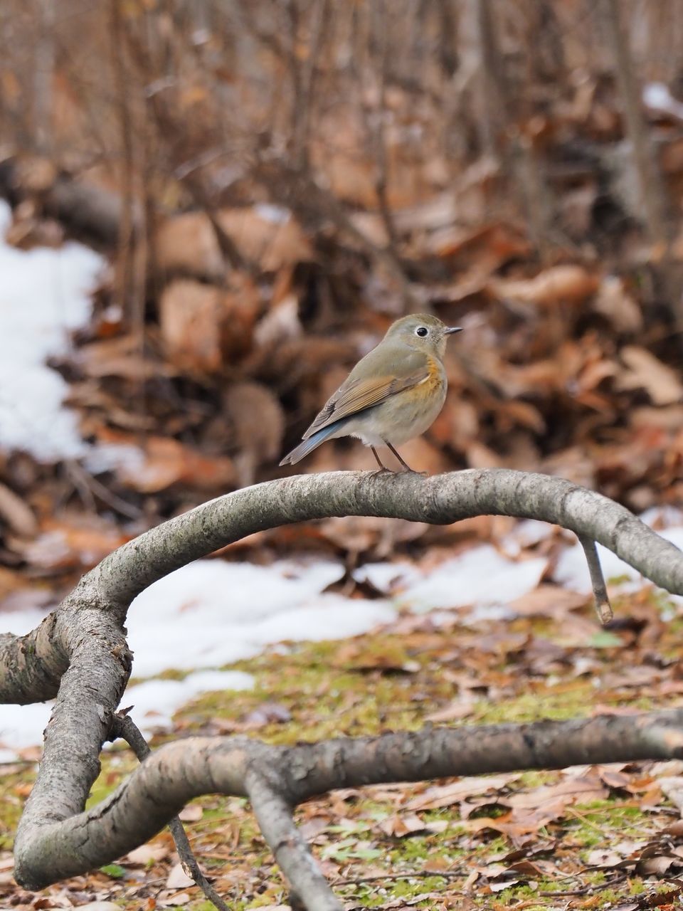 f:id:HIDE_Verdad:20220122185046j:plain