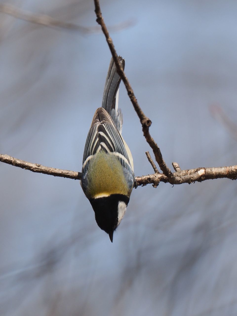 f:id:HIDE_Verdad:20220305223521j:plain