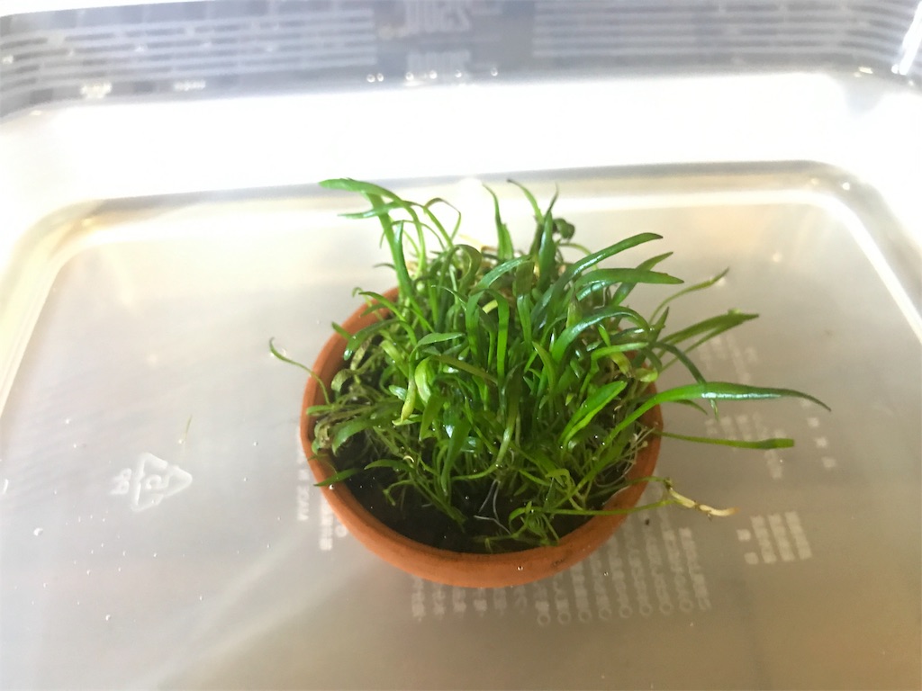 f:id:HIM-aqua:20190701213337j:image