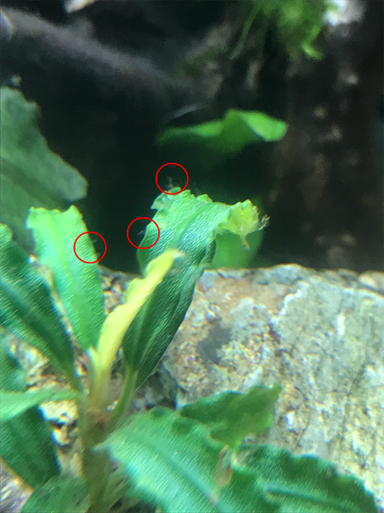 f:id:HIM-aqua:20190703215124p:image