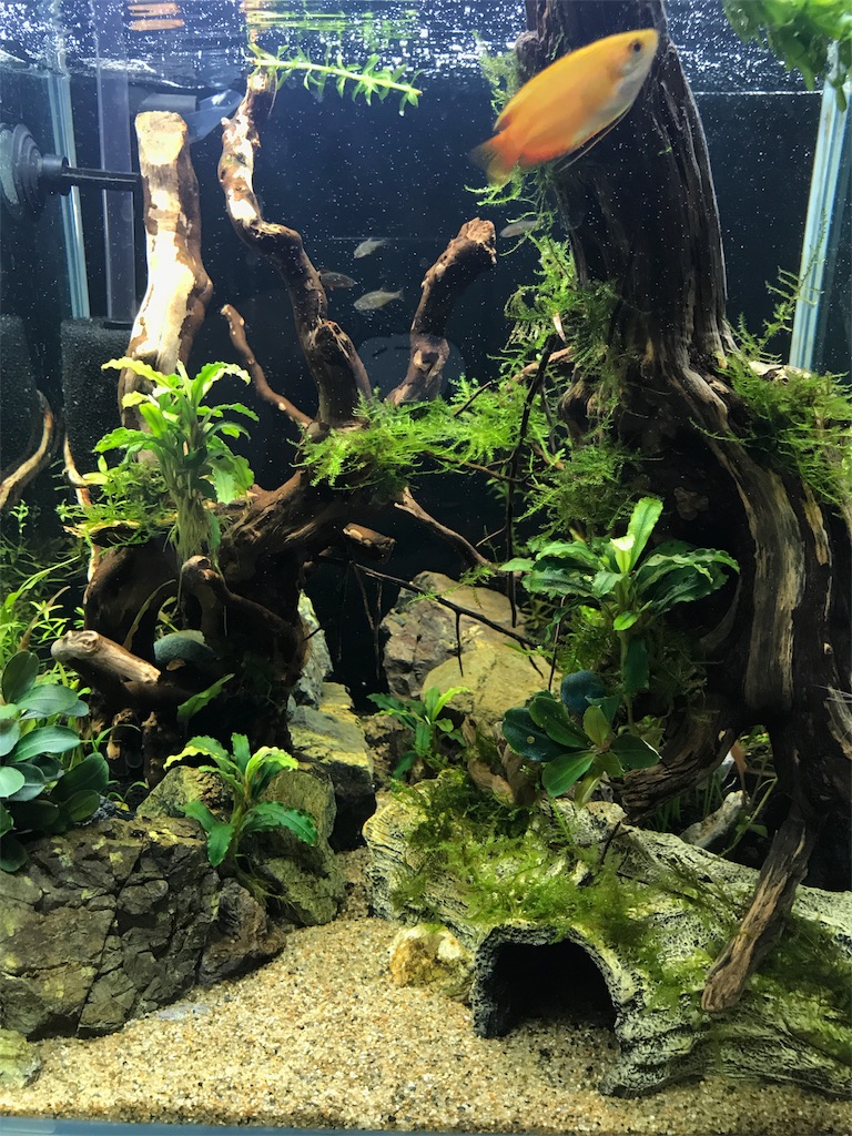 f:id:HIM-aqua:20190728221236j:image f:id:HIM-aqua:20190728221236j:image