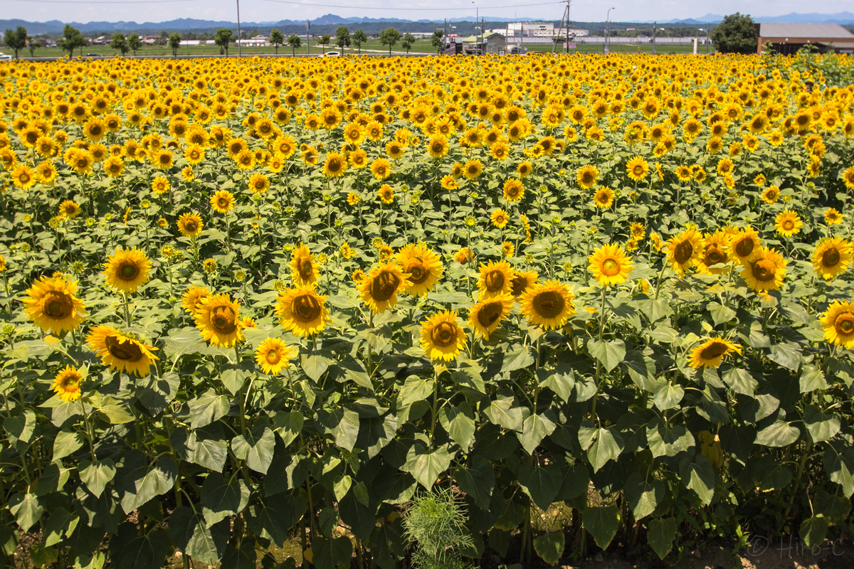 f:id:HIRO-C:20190716200419j:plain