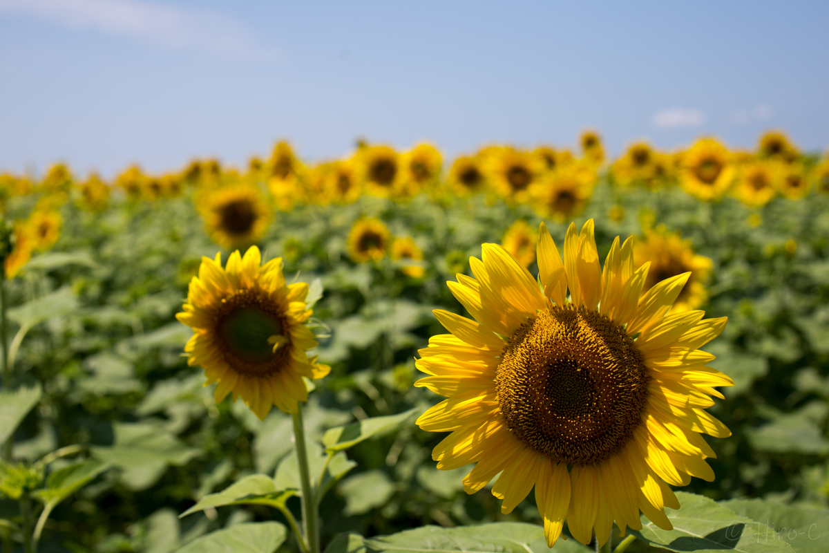 f:id:HIRO-C:20190716202722j:plain
