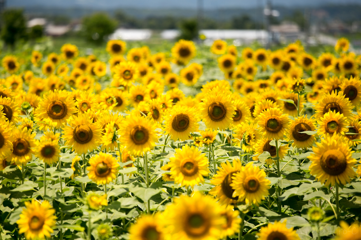 f:id:HIRO-C:20190716203539j:plain
