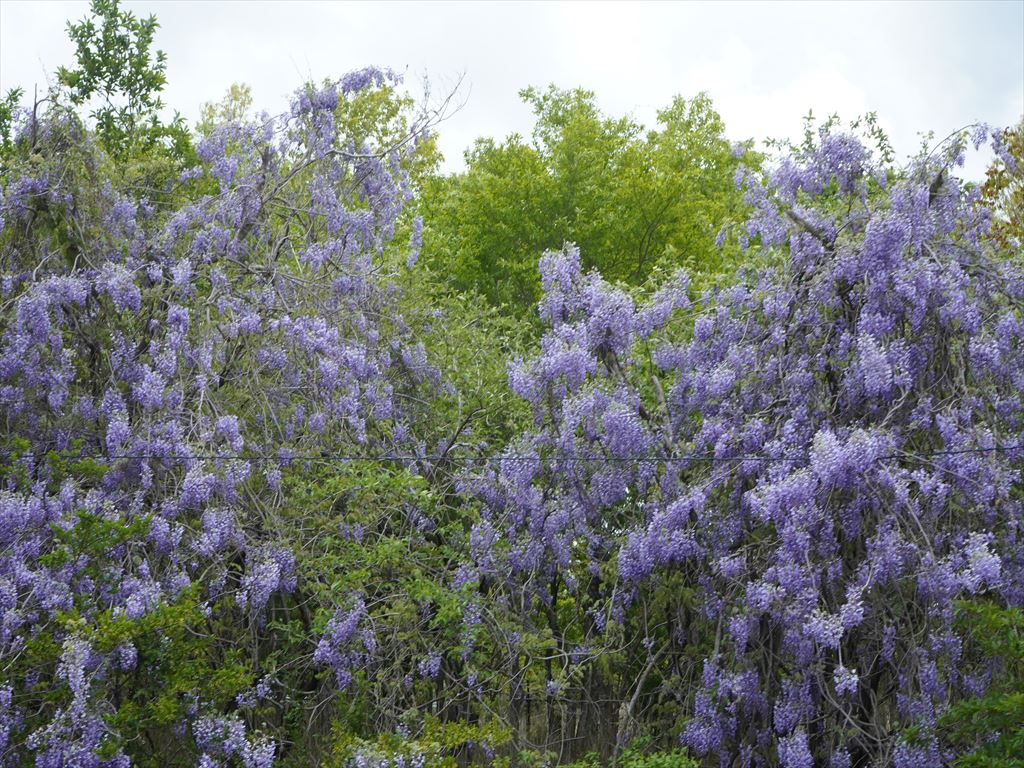 f:id:HIRO32C:20210506173211j:plain