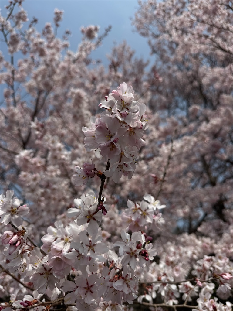 f:id:HIRO32C:20260414074909j:image