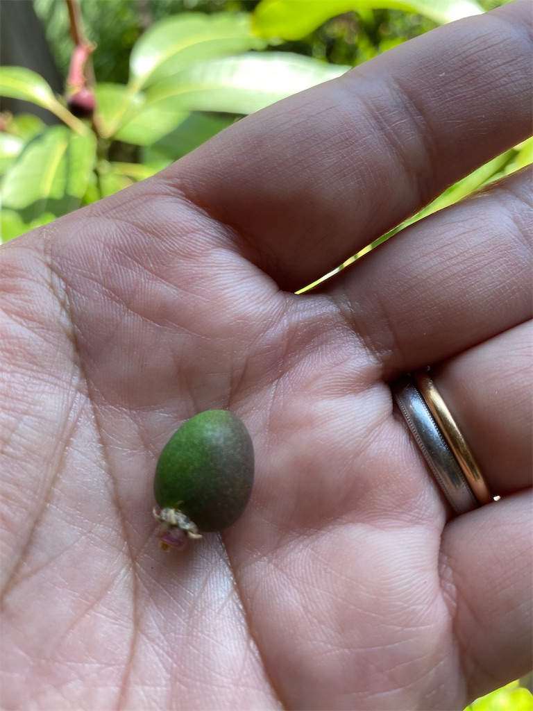 マンゴー+摘果,/10.kg including box 果菜 