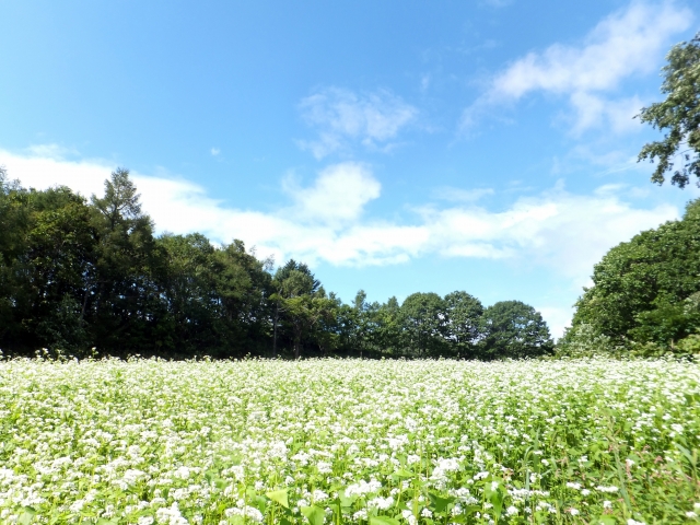 f:id:HIROPPY:20170207173745j:plain f:id:HIROPPY:20170207173745j:plain