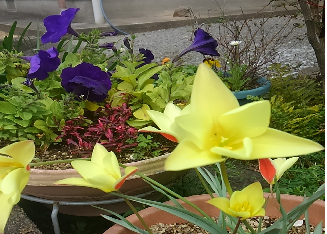 f:id:HIROPy-blog2020:20200530135752p:plain f:id:HIROPy-blog2020:20200530135752p:plain