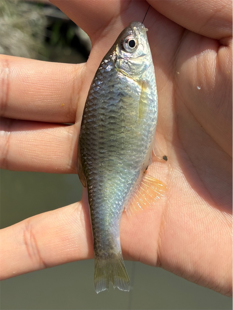 f:id:HK48spp:20250507120736j:image