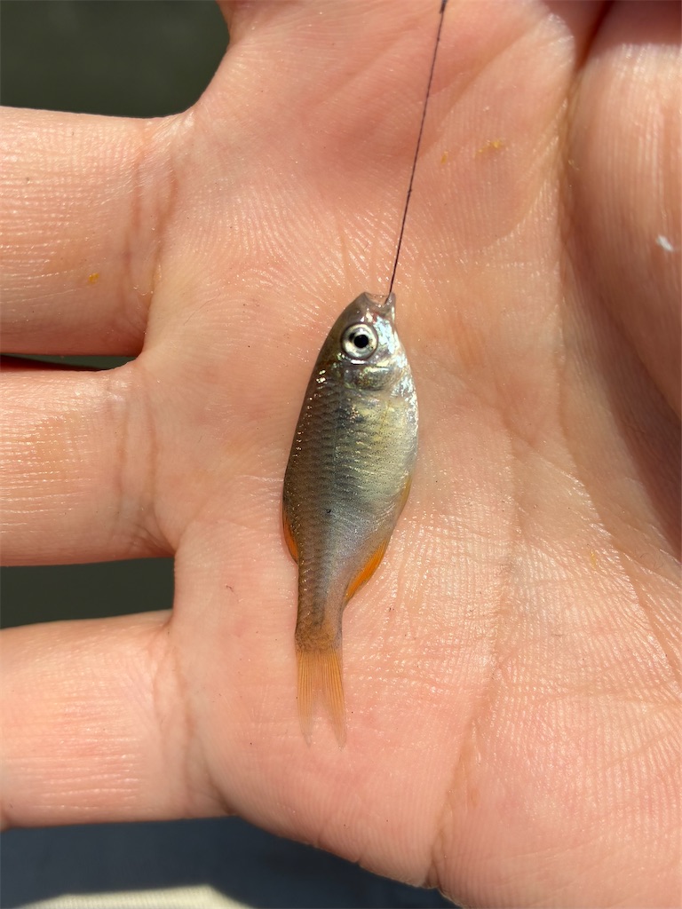 f:id:HK48spp:20250507120753j:image