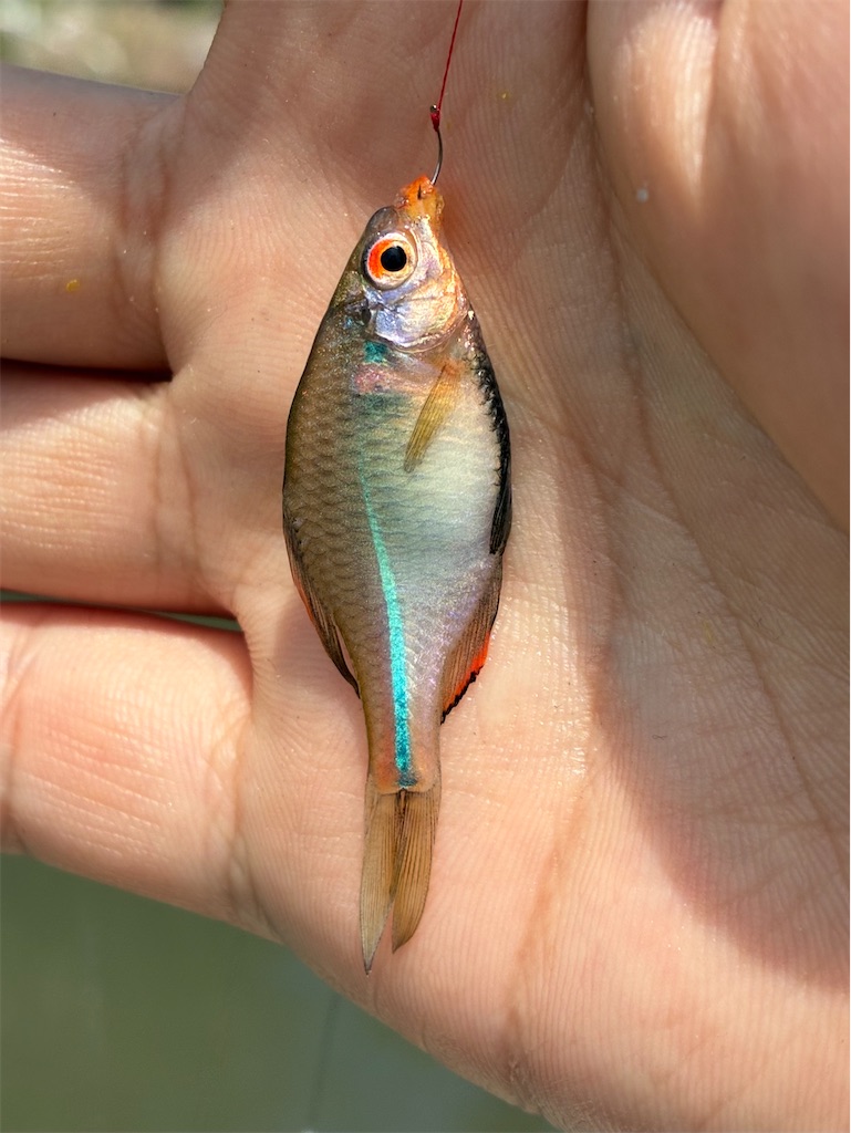 f:id:HK48spp:20250507120813j:image