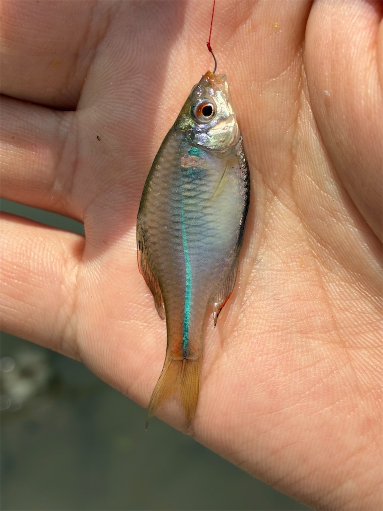 f:id:HK48spp:20250507120833j:image