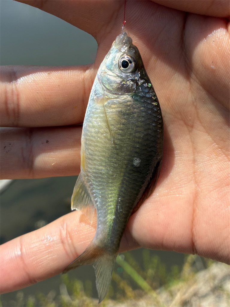 f:id:HK48spp:20250507120910j:image