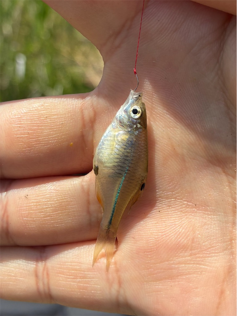 f:id:HK48spp:20250507120940j:image