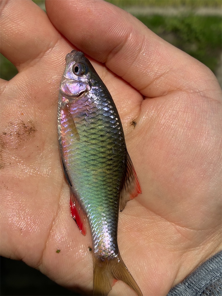f:id:HK48spp:20250507121014j:image