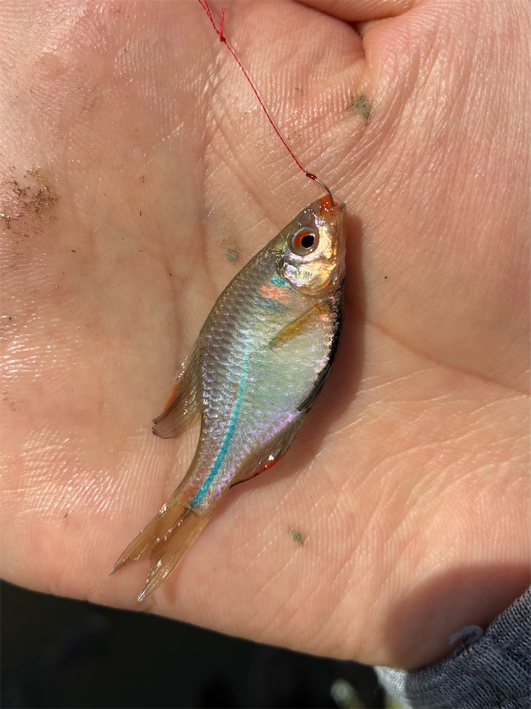 f:id:HK48spp:20250507121032j:image