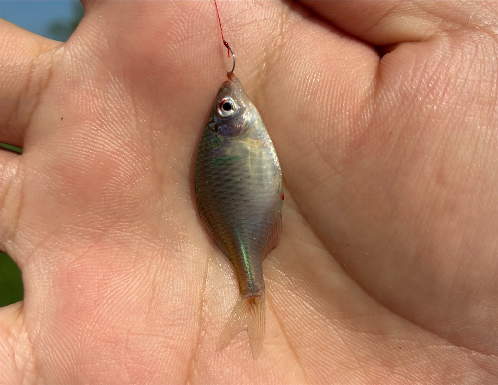 f:id:HK48spp:20250508010612j:image