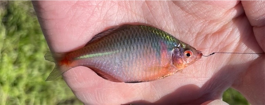 f:id:HK48spp:20250508010804j:image