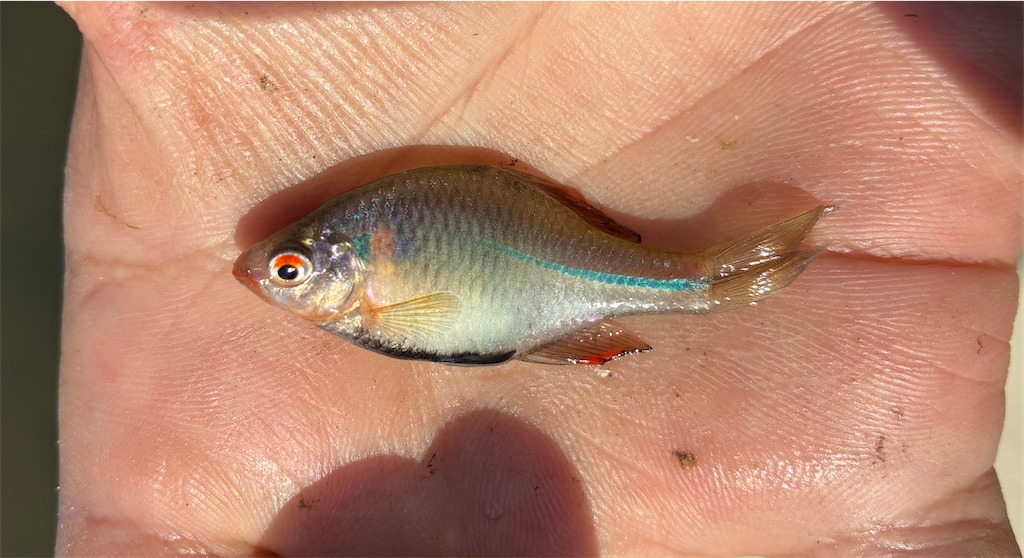 f:id:HK48spp:20250508011134j:image