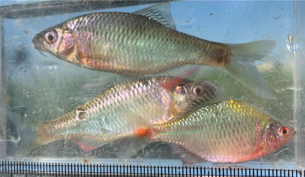 f:id:HK48spp:20250508011511j:image
