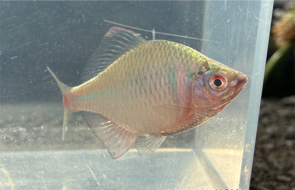f:id:HK48spp:20250508011521j:image