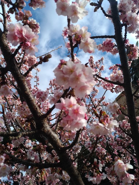 f:id:HKT1989:20190126085807j:plain