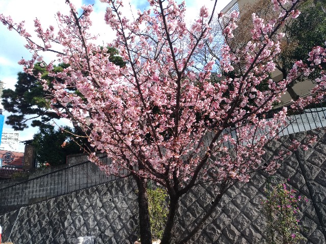 f:id:HKT1989:20190127003016j:plain