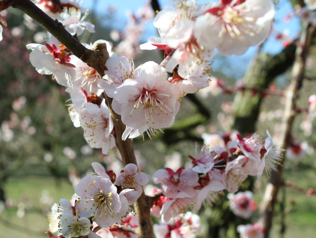 f:id:HKT1989:20190312140650j:plain
