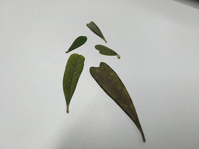 f:id:HKT1989:20190315145602j:image f:id:HKT1989:20190315145602j:image
