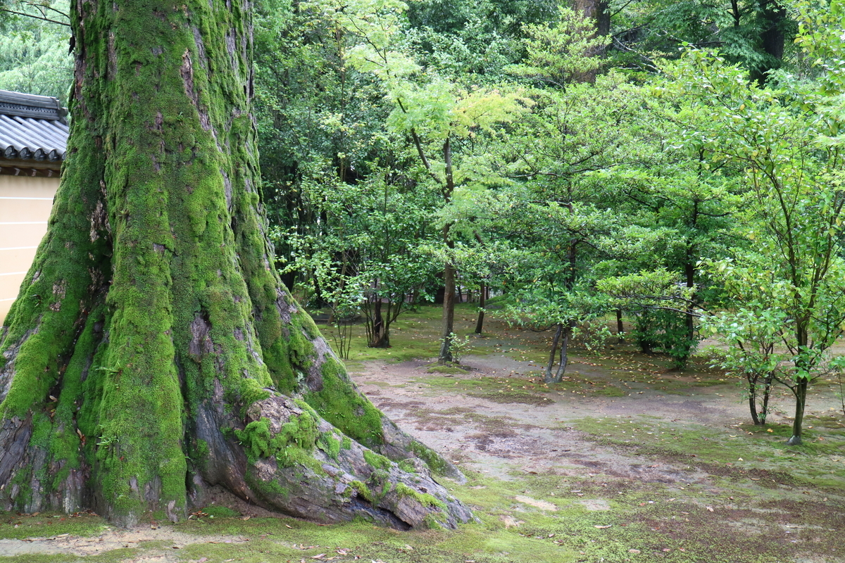 f:id:HKT1989:20190602174302j:plain