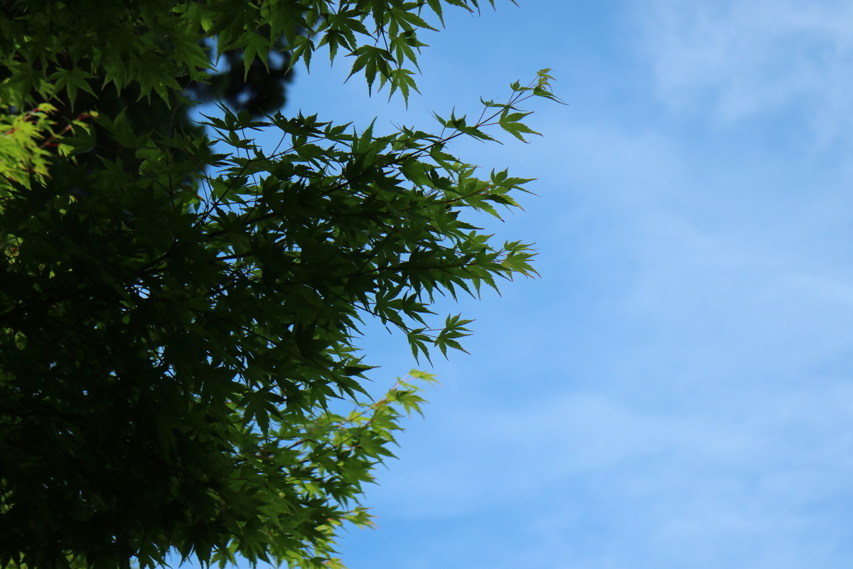 f:id:HKT1989:20190602185212j:plain