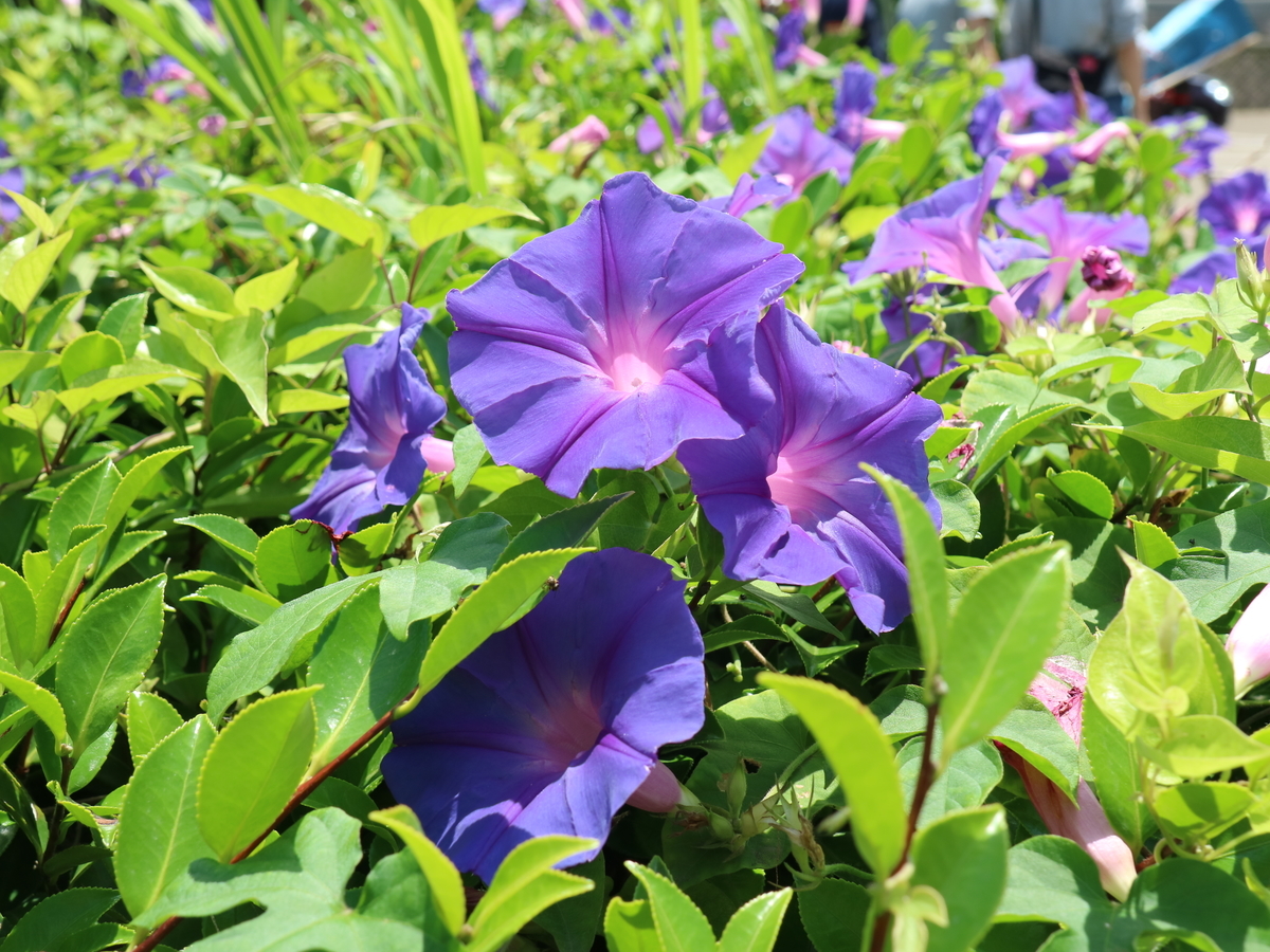 f:id:HKT1989:20190617072811j:plain f:id:HKT1989:20190617072811j:plain