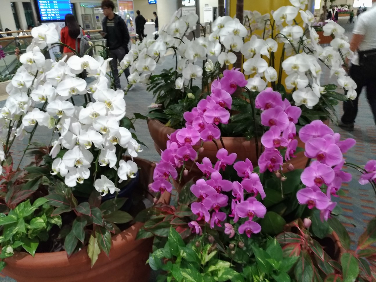 f:id:HKT1989:20200113104441j:plain f:id:HKT1989:20200113104441j:plain
