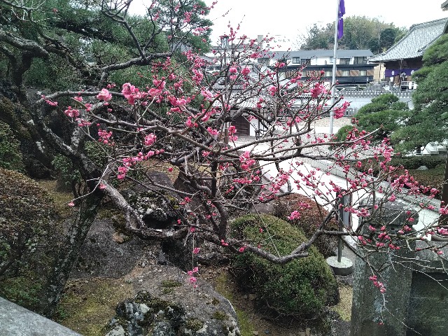 f:id:HKT1989:20210227025237j:image