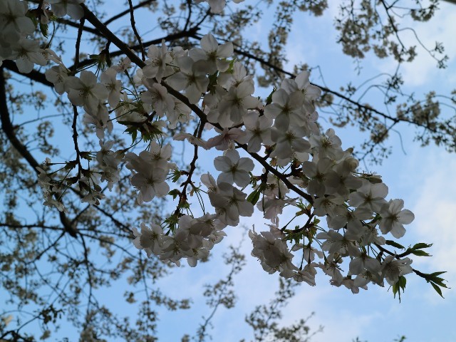 f:id:HKT1989:20210322100604j:image